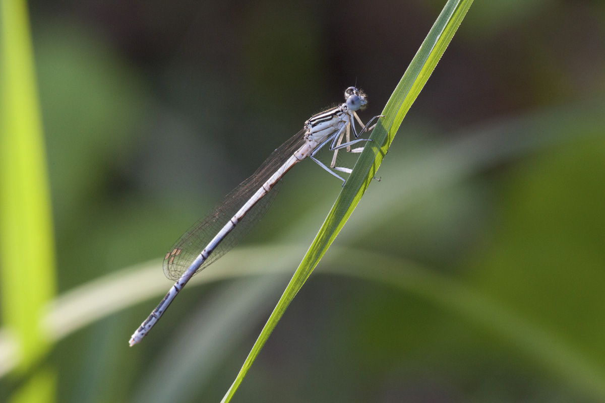 Platycnemis pennipes